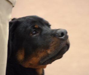 Bogie 4.5 months first baby puppy in show May 17 2014 - Click for Larger View